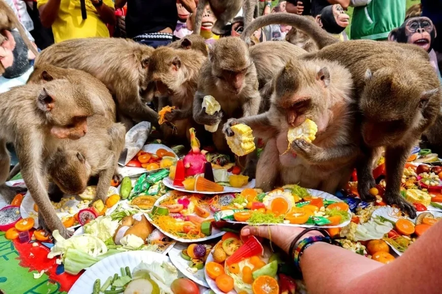 Tayland’da Maymunlara Özel Yemek Festivali Düzenleniyor: Binlerce Maymun Bir Araya Geliyor