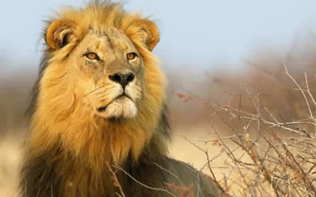 Aslan ve Yükselen Aslanlar İçin 10 Nisan Fırsat Günü: Doğru Zamanda Doğru Yerde Olmaya Hazır Mısınız?