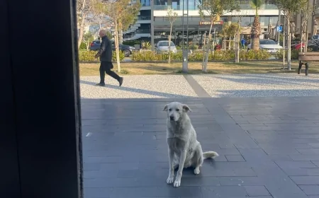Antalya Sahillerinin Tatlı Müdavimi: Kruvasan Aşığı Sokak Köpeği Gönülleri Fethetti