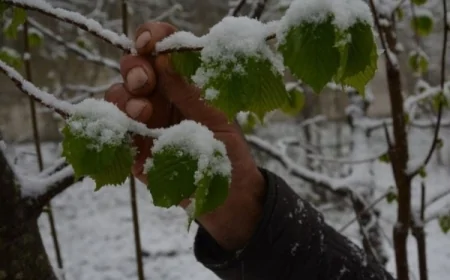 Zirai don tarımı felç etti: 36 ilde kayısıdan fındığa üretim alarm veriyor