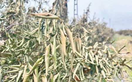 36 ilde don vurdu, çiftçi iflasın eşiğinde: 'Ziraat Bankası kredileri ertelesin'