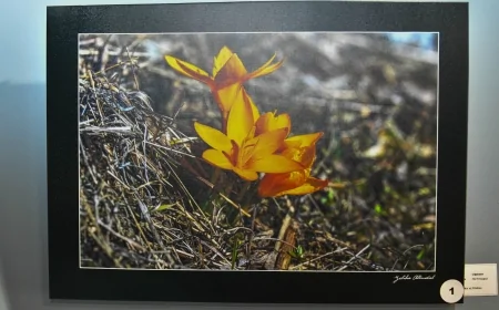 Ankara’da Baharın Renkli Habercisi: ‘Çiğdem Toyu’ Kültürel Şölenle Kutlandı
