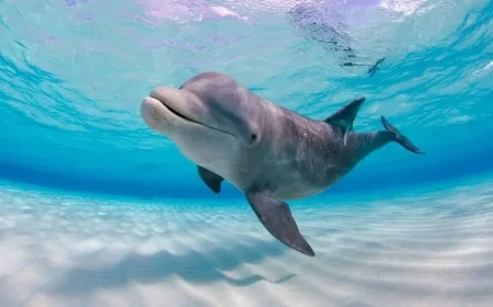 Google, yunusların iletişimini çözmek için yapay zeka geliştirdi: DolphinGemma ile devrim niteliğinde bir adım