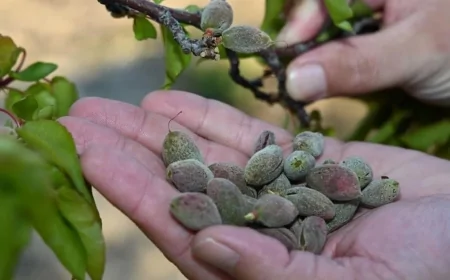 Zirai dona rağmen üretim fazlası var: Türkiye meyvede kendine yetiyor