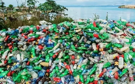 Avrupa'da Geri Dönüşüm Devrimi: 2030'dan İtibaren Tek Kullanımlık Ambalajlar Yasaklanıyor