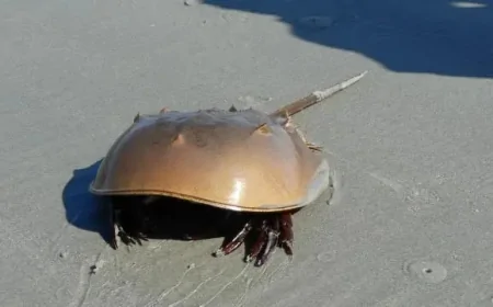 Yengeçlerin Kanı Neden Mavi? Bilimsel Nedeni Şaşkınlık Yaratıyor