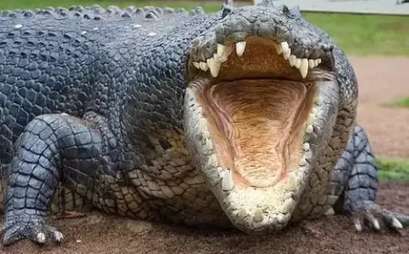 Timsahların şaşırtan özelliği: Dillerini asla dışarı çıkaramazlar