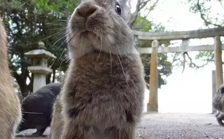 Japonya'da Tavşanlarla Dolu Gizemli Ada: Ziyaretçilerin Gözdesi Oldu