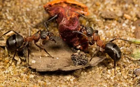 Karıncalar Gerçekten Hiç Uyuyor mu? Bilimsel Gerçek Bambaşka