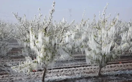 Tarım Bakanlığı’ndan 22 ilde çiftçilere afet desteği: 'Don ve dolu zararı karşılanacak'