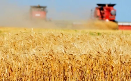 Adana’da buğday hasadı erkenden başladı: 'Verim yüksek ama fiyat beklentisi endişe yaratıyor'