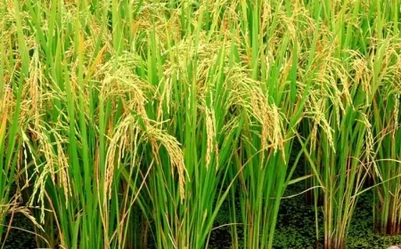 Marmara’da çeltik üretimi Nisan’da başladı: 'Erken ekim verimi artırabilir'