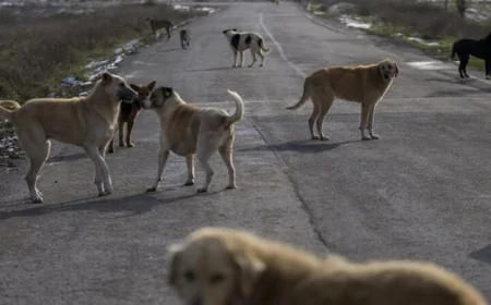 Ankara'da sokak köpeklerini zehirlediği öne sürülen doktor tutuklandı