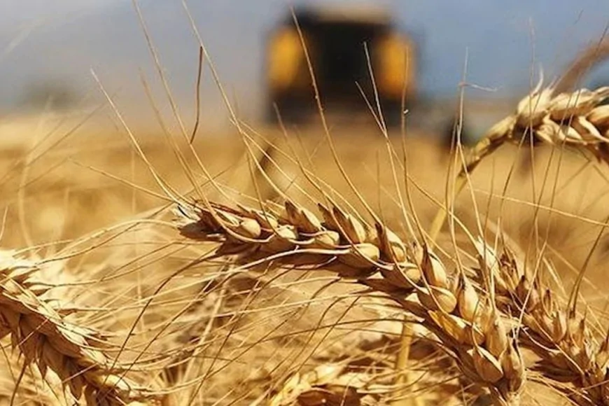 Yağışlar geç geldi ama etkili oldu: Hububat ve bakliyatta gelişim hızlandı