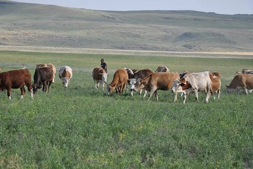 Erzurum’da hayvancılık zor durumda: Meraların geç açılması yem krizine yol açtı
