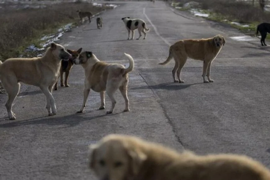 Ankara'da sokak köpeklerini zehirlediği öne sürülen doktor tutuklandı