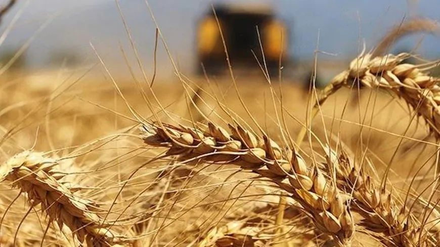 Yağışlar geç geldi ama etkili oldu: Hububat ve bakliyatta gelişim hızlandı