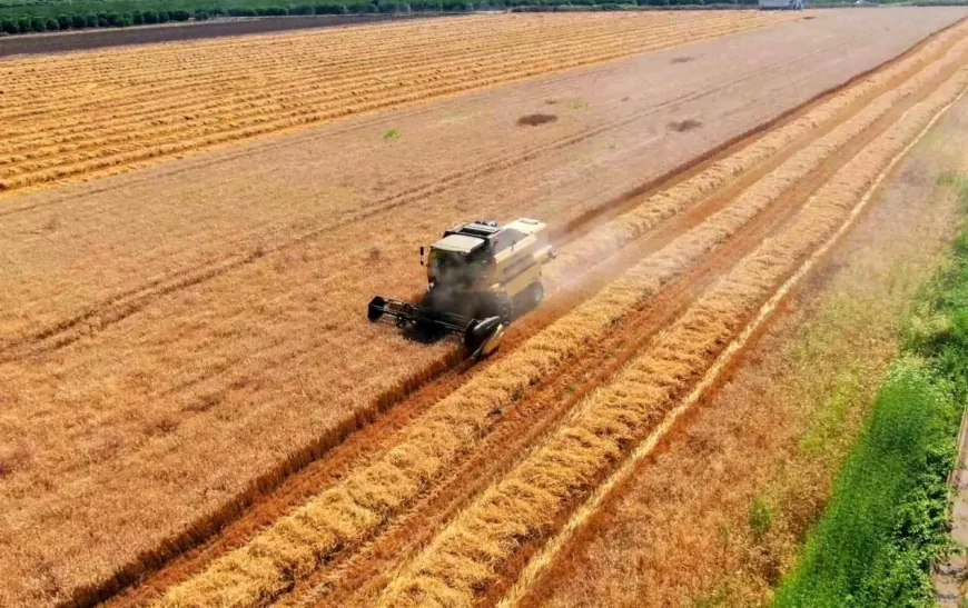 Adana’da buğday hasadı başladı: Verim normalin üzerinde, fiyat belirsizliği sürüyor