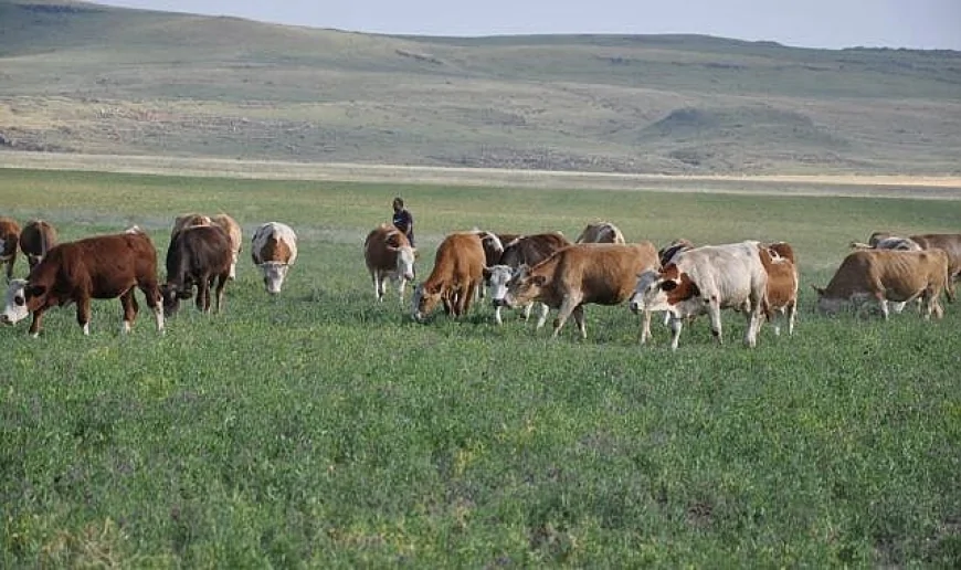 Erzurum’da hayvancılık zor durumda: Meraların geç açılması yem krizine yol açtı