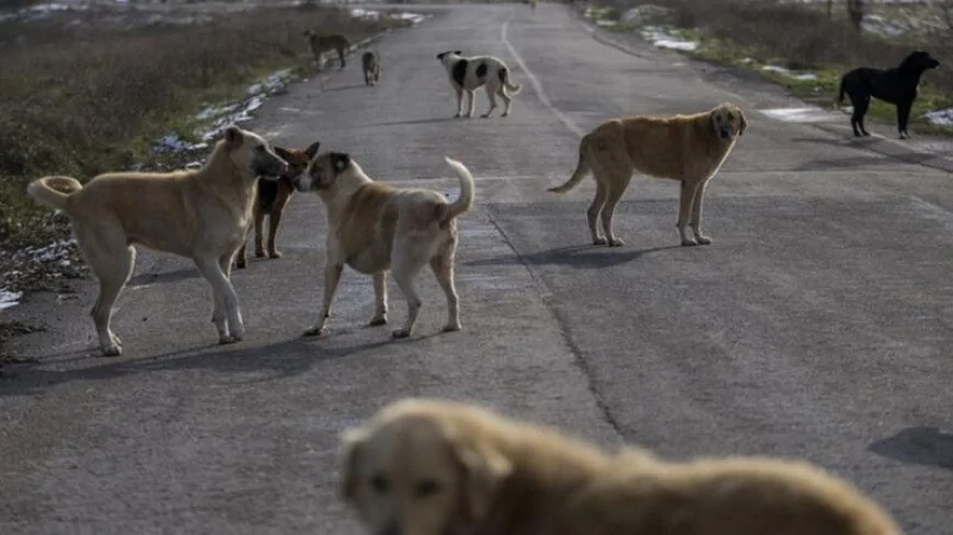 Ankara'da sokak köpeklerini zehirlediği öne sürülen doktor tutuklandı