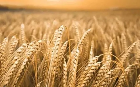 İhracatın Önünü Açacak GATE Projesiyle Gıda Ürünlerine Ülke Bazlı Teknik Yol Haritası