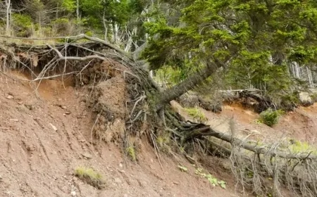 Toprak büyük bir sessizlikle akıyor: Heyelanlar nasıl oluşur, hangi faktörler tetikler?