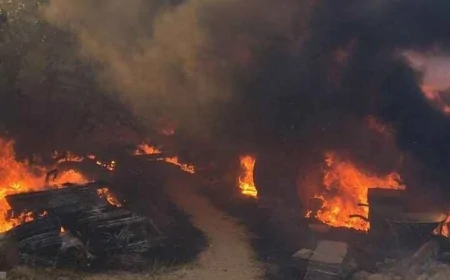 Alevler ormanı değil tüm yaşamı tehdit ediyor: Orman yangınları neden artıyor, nasıl yayılıyor?