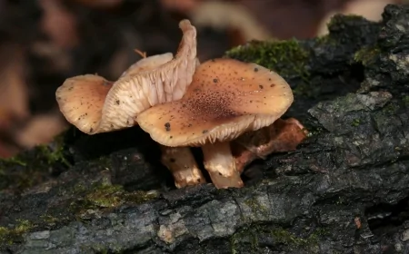 Dünya'nın En Büyük Canlısı Ne Fil Ne Balina: Cevap Şaşırtıcı Bir Mantar Türü