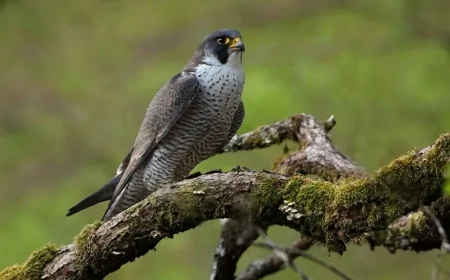 Dünya'nın En Hızlı Hayvanı Dakikada 6 Kilometre Yol Alıyor: Peregrin Şahini Şaşırtıyor