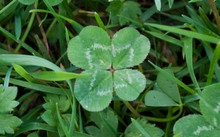 Dört Yapraklı Yoncanın Sırrı: Gerçekten Şans Getiriyor mu, Yoksa Sadece Bir Mit mi?
