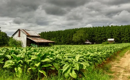 Amerika'dan Tüm Dünyaya Yayıldı: Tütün Bitkisinin Kökeni Şaşırtıyor