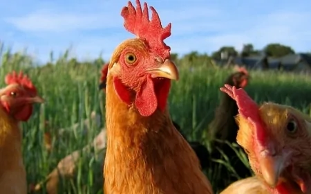 Tavuk ve küçükbaş hayvan yetiştiriciliğinde başarı için kritik ipuçları