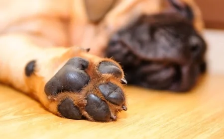 Hayvanların Patilerindeki Yumuşak Yastıkçıkların Gizli Görevi Ortaya Çıktı