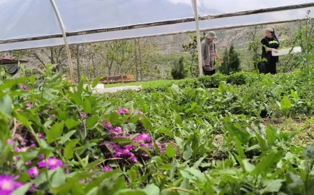 Doğu Anadolu’nun zirvesinde: Üç kadın yılda 1 milyon fide üretiyor