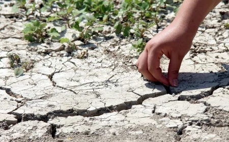 Kuraklık Tarımı Felç Etti: Hububat Veriminde Yüzde 40'a Varan Düşüş Alarmı