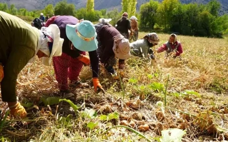 Gençler Tarımdan Uzaklaşıyor: Türkiye'de Çiftçilerin Yaş Ortalaması 55'e Çıktı