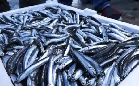 Karadeniz'de Mikroplastik Yoğunluğu Arttı: Balıklar Tehlike Altında