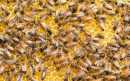 Küresel Isınma Arı Popülasyonunu Vuruyor: Türkiye’de Koloni Sayısı Azaldı