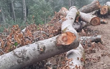 Ankara’da Ağaç Katliamı Tepki Çekti: 500'den Fazla Ağaç Kesildi