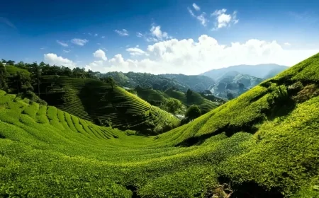 Heyelanlara Karşı En Etkili Doğal Kalkan: Bitki Örtüsü Toprağı Nasıl Tutuyor?
