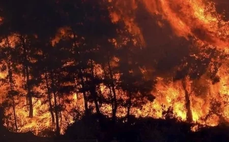 Orman Yangınları Doğayı Onlarca Yıl Etkiliyor: Ekosistemde Kalıcı Hasarlar Oluşuyor