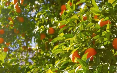 Portakal verimi için Akdeniz iklimi ve düzenli sulama şart