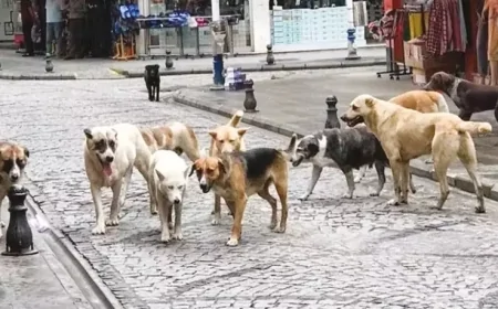 Sokak Hayvanları İçin Alarm Zilleri Çalıyor: Belediyeler Toplama Yöntemiyle Tepki Çekiyor