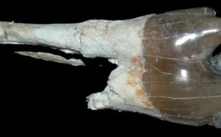 15 Milyon Yıllık Doğa Tarihi Açığa Çıkıyor: Bursa Paşalar'da Eşsiz Fosil Yatağı