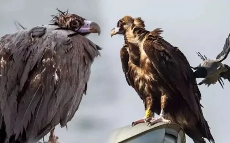 Hindistan’da Bir Türün Yok Oluşu Zincirleme Felakete Yol Açtı: 150 Milyar Dolarlık Akbaba Krizi