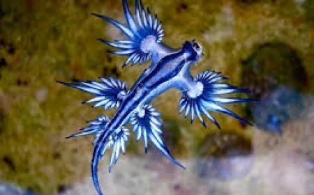 Okyanusların Baş Aşağı Yüzen Mavi Canavarı: Zehirli Deniz Salyangozu Glaucus Atlanticus