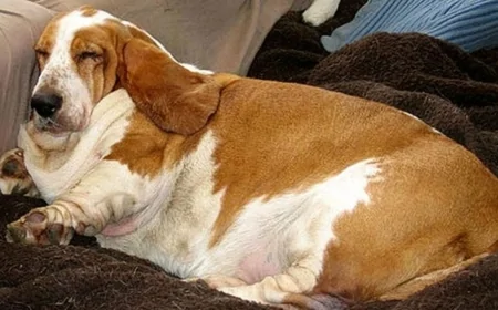 İnsanlardaki Obeziteyle Bağlantılı Genetik Riskler, Evcil Köpeklerde de Tespit Edildi