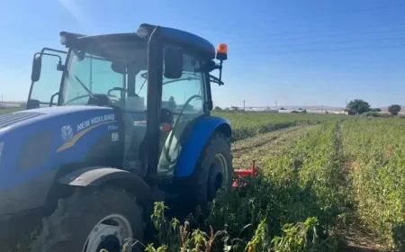 Hiçbir Tarımsal Müdahale Yok: Dağlardan Toplanan Bu Ot 30 TL'den Satılıyor