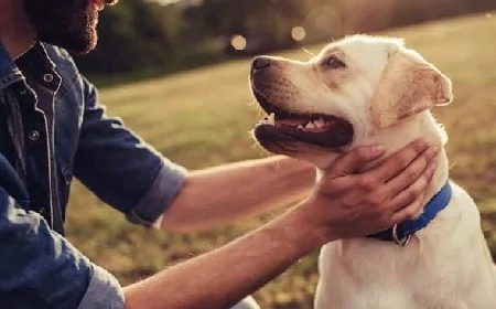 12 Bin Yıllık Sadakat: Amerika'da İnsanlarla Köpeklerin Ortak Yaşamı Ortaya Çıktı