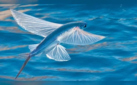 Balık Burçlarını 14 Mayıs’ta Neler Bekliyor: Aşk, Kariyer ve Sürpriz Gelişmeler Bir Arada